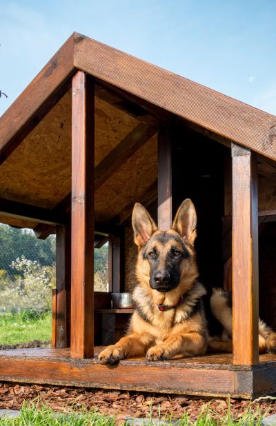 German,Shepherd,Resting,In,Its,Wooden,Kennel